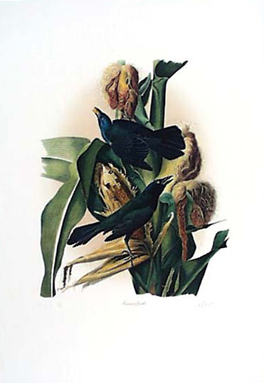 common grackle bird. Common Grackle as painted by