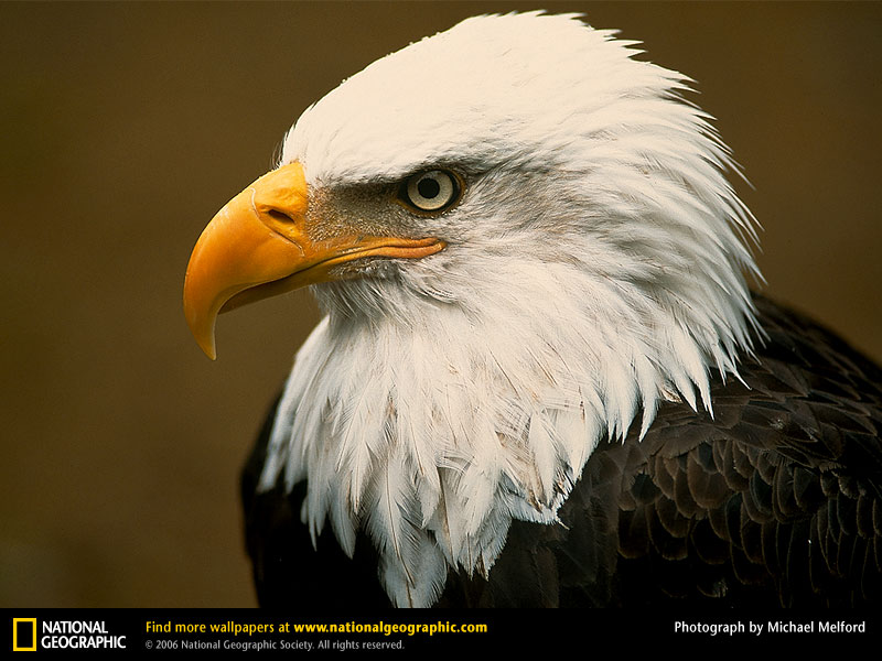 a eagle
