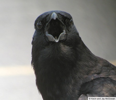 american-crow.jpg