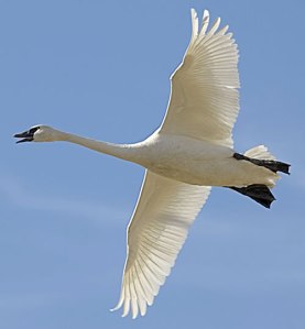 swan_flying1