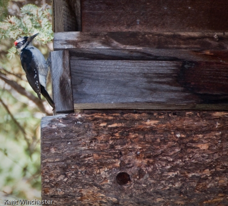 Hairy Woodpecker-2
