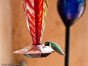 hummingbird-8