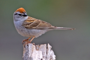 Chipping_Sparrow